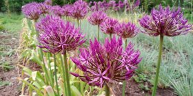Allium 'Purple Rain' Lauk TAIMENA